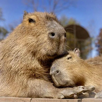 Cute Capybara Wallpapers
