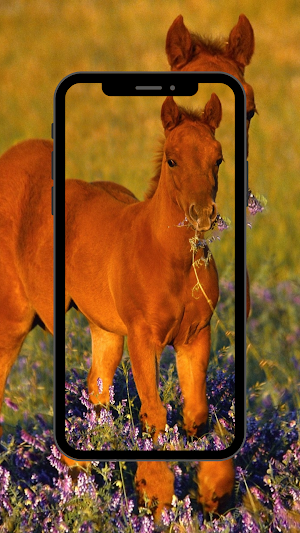 Horse wallpaper HD Screenshot 2