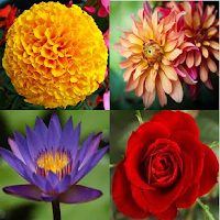 Flower identifier