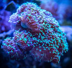 Coral Wallpapers Screenshot 3