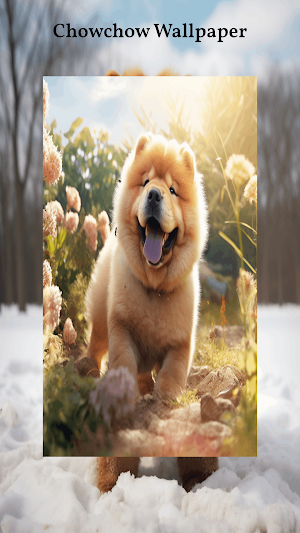Chow Chow Wallpapers Screenshot 0
