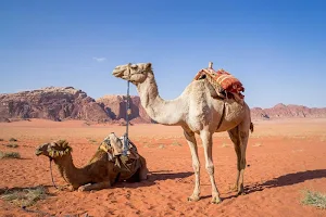Camel wallpapers Screenshot 2