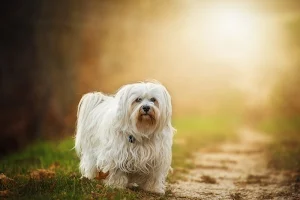 Dogs wallpapers Screenshot 3