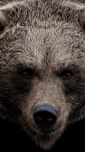 Bears Wallpaper HD Screenshot 3