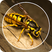 Insect Identifier : Insect ID, AI Photo Camera