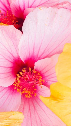 Hibiscus Wallpapers Screenshot 3