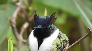 horned sungem Bird Wallpapers Screenshot 2