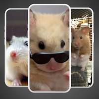 Cute Hamster Wallpaper 4K