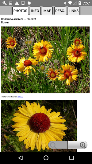 BC Wildflowers Screenshot 2