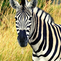 Zebra Ringtone