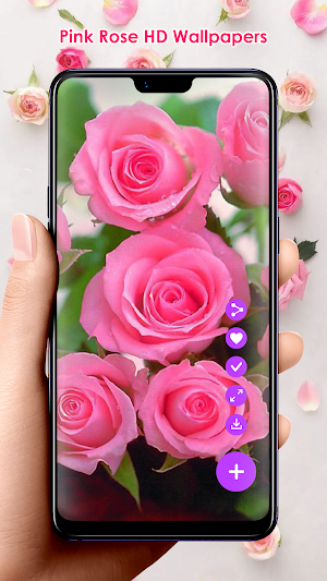 Pink Rose HD Wallpapers Screenshot 0