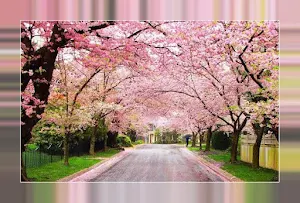 Trees Wallpapers Background Screenshot 2