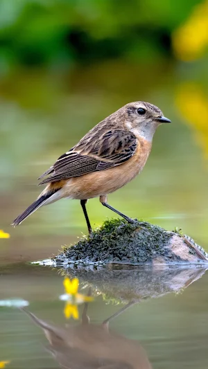 Beautiful Birds Wallpapers Screenshot 1
