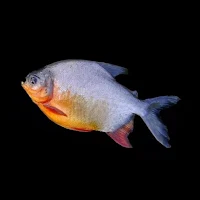 Wallpaper Ikan Bawal