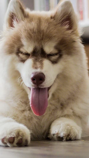 siberian husky wallpaper Screenshot 0