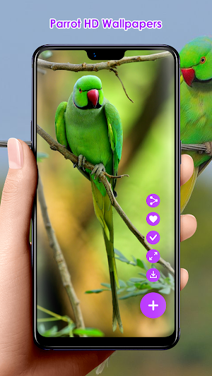 Parrot HD Wallpapers Screenshot 0