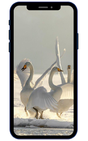 Swan Wallpapers Screenshot 1