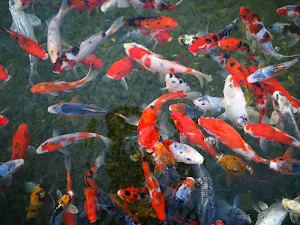 Japanese koi fish wallpapers Screenshot 3