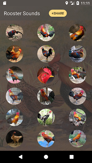 Rooster Sound and Ringtones Screenshot 1