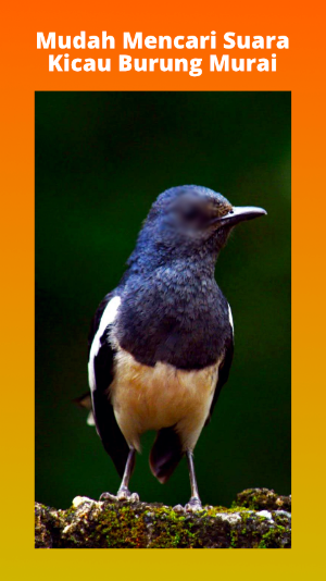 Masteran Burung Murai Mp3 Screenshot 1