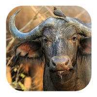 Buffalo Sounds