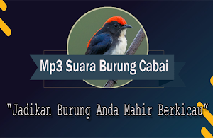 Suara burung cabai Merah Mp3 Offline Screenshot 0