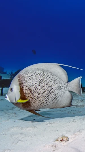 Fish Wallpapers Screenshot 2