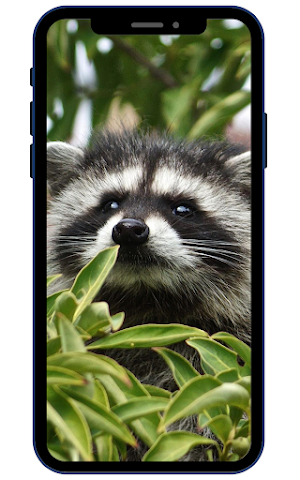 Raccoon Wallpapers Screenshot 0