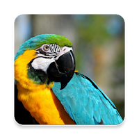 Macaw Bird Sound Collections ~ Sclip.app