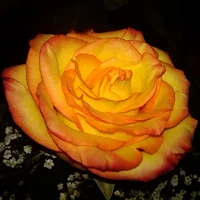 Rose Wallpaper HD