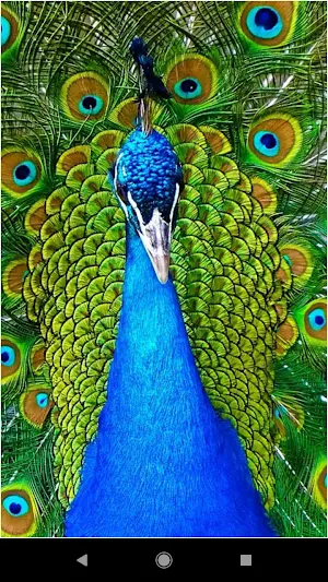 Colorful Peacock Backgrounds Screenshot 0