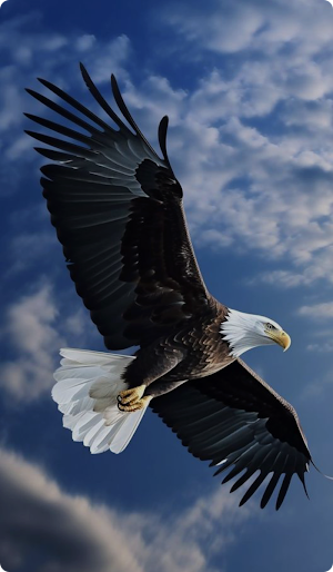 Eagle Bird Wallpaper Screenshot 2