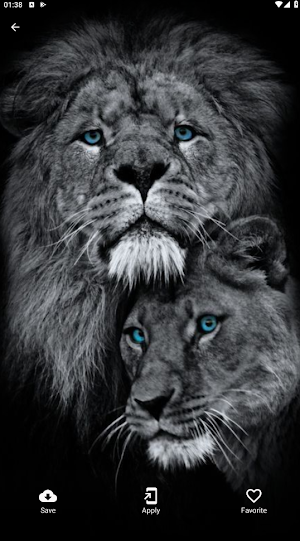 Lion Wallpapers Screenshot 2