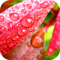 Rain Wallpaper 2023