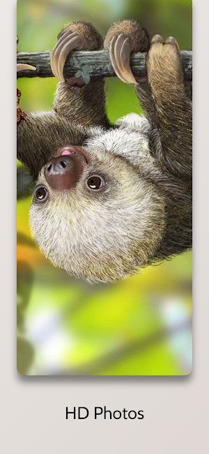 Cute Sloth Wallpaper HD Screenshot 1