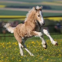 Ponies
