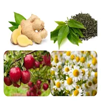 Herbal Plants
