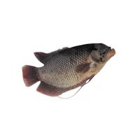 Wallpaper Ikan Gurame