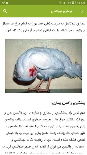 پرورش مرغ بومی Screenshot 3