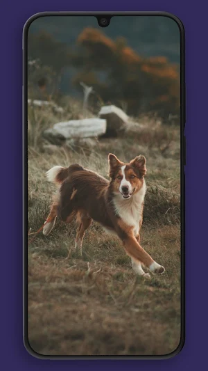 Walp Wallpapers Screenshot 2