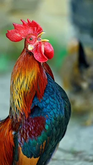 Rooster Wallpaper Screenshot 0