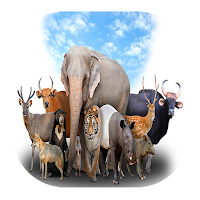 Animal wallpapers