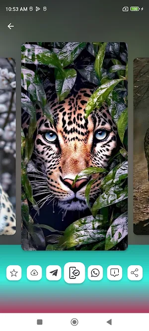 Leopard Wallpapers HD Screenshot 1
