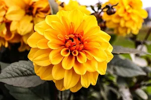 Yellow wallpapers Screenshot 2