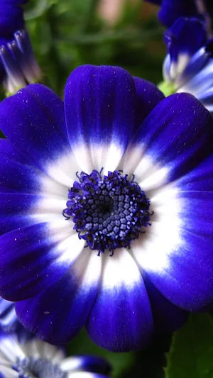 Cineraria Wallpaper Screenshot 3