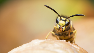 Wasp Sounds -  Insects Buzzing Sound Screenshot 3