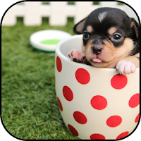 Cute dogs wallpapers