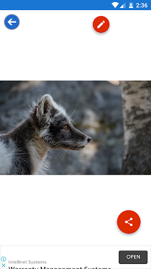 Arctic Fox, Baby Fox, Fox Wallpapers Screenshot 3
