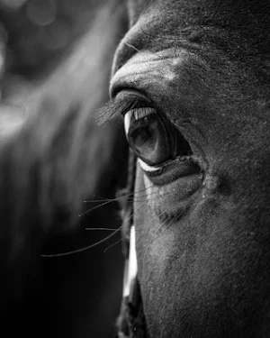 Black horse wallpapers Screenshot 0