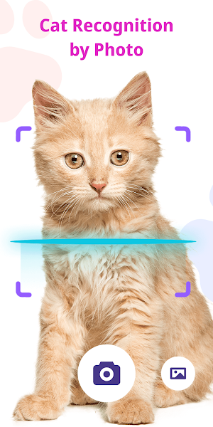 Cat Recognition by Photo Screenshot 0